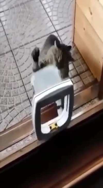 Cat fighting back