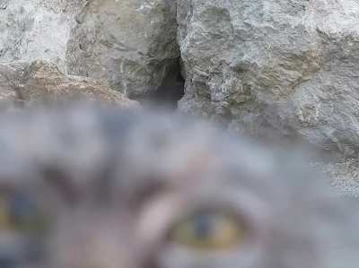 This pallas's cat discoveres she's being filmed!