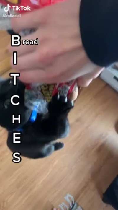 Cats are odd