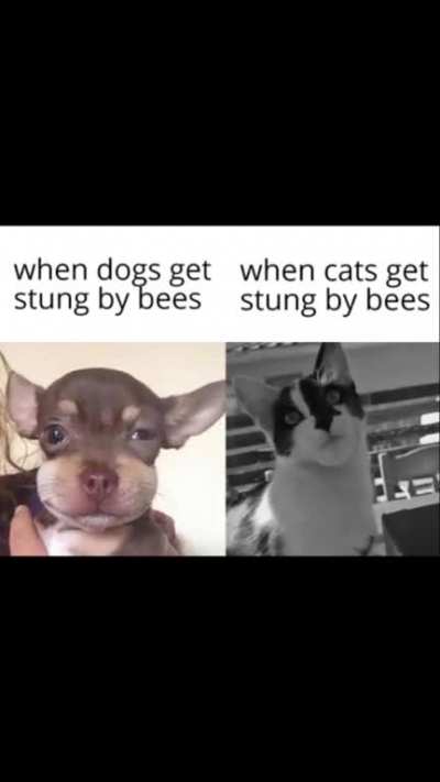 vrigrn dog chad cat