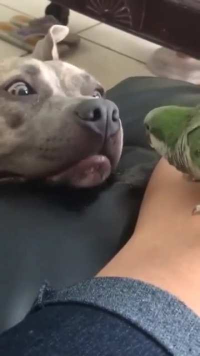 Cute dog inspecting a cute bird