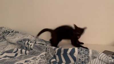 My cat is broken