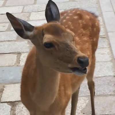 Deer