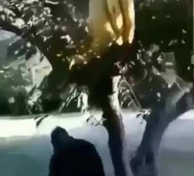 monkey