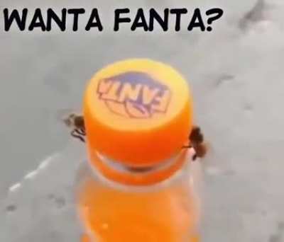 Thanks, I hate flies working together.