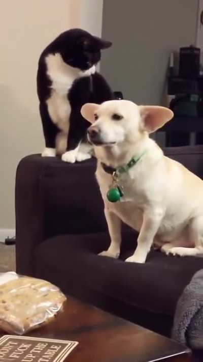 A cat catculating when to hit dog