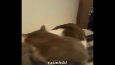 *bites* (credit to marioinatophat)