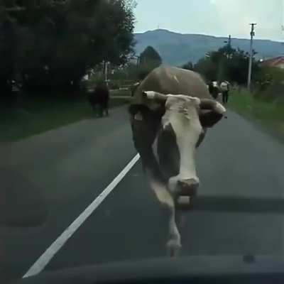 Cow walk &amp;gt; cat walk 😎