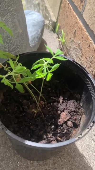 First time growing, &amp;amp; would appreciate some advice.