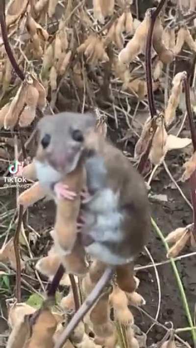 little mouse hiding from big dogs