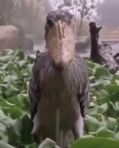 ğ