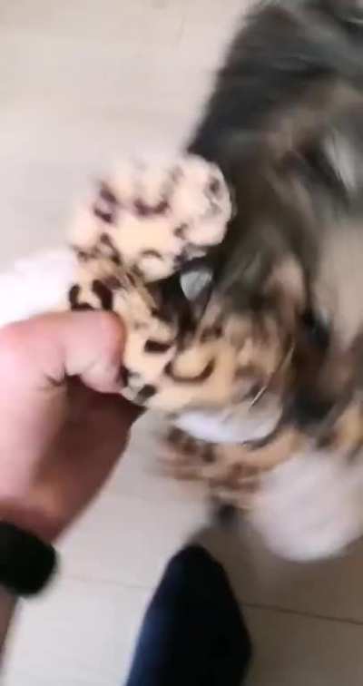 Does barks count?