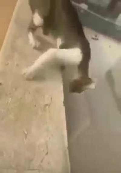Cotton cat