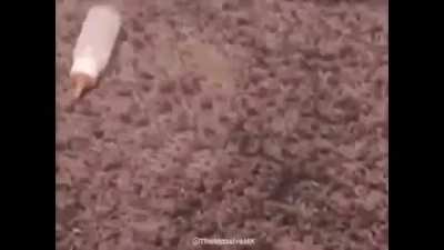 Gato