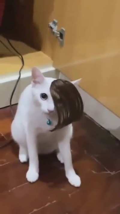 gato emo