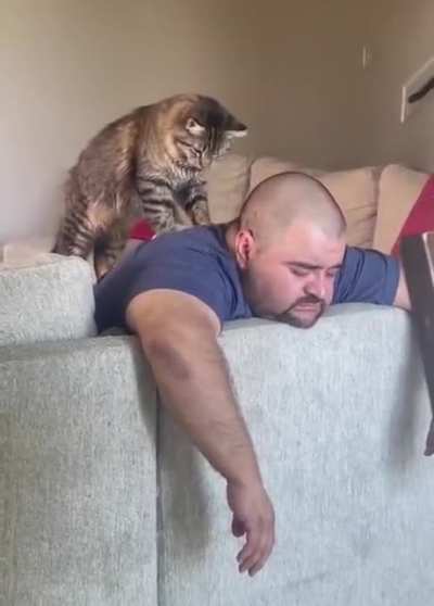 Cat Spa!