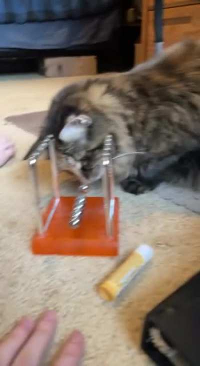 Beanie studying Newton&rsquo;s Cradle