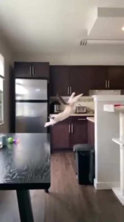 Poor kitty