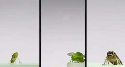 incredible insects