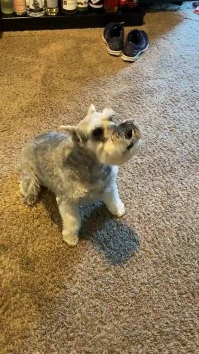 Trifecta. Tippy taps, stompy stomps AND. Slammy wammie at the end :) my sweet Schnauzer ❤️