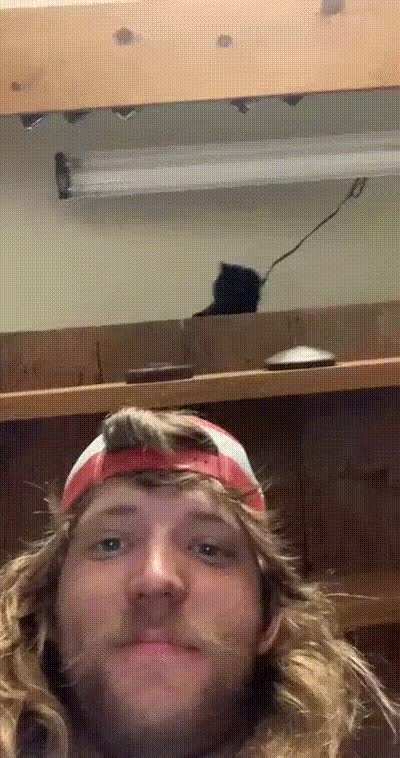 Feline Betrayal...