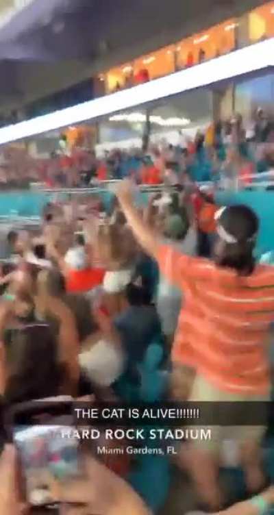 Cat falls from the Hard Rock Stadium, survives &amp;amp; the crowd goes bonkers