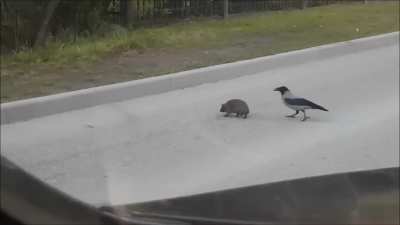 Crow helps hedgehog to cross the street
