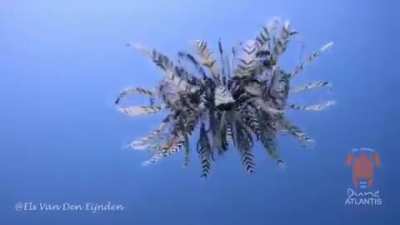🔥 Feather Star