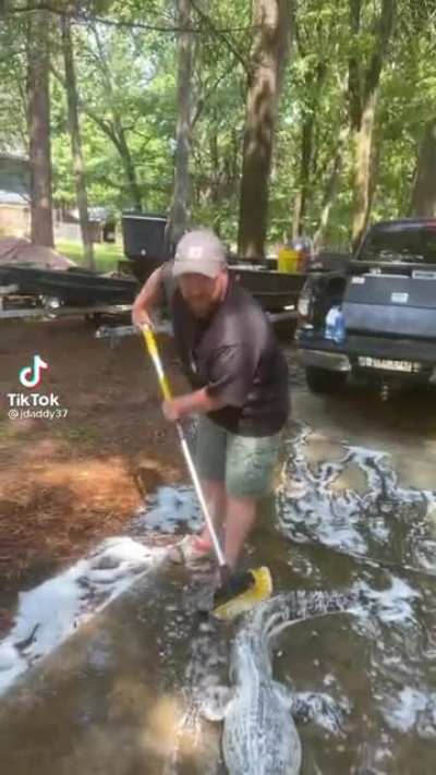 Alligator bath