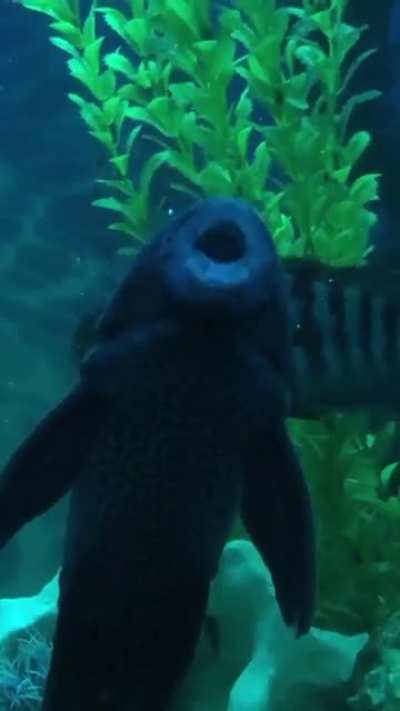 i saw a guy posted a video of his snail spitting some bars, so here&rsquo;s my pleco rapping to wtf is happening