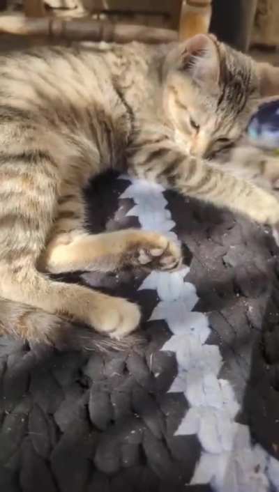 War Kitten Pipeline update. Your moderator here. The fundraiser kinda stalled, we still need your help to get these guys out of the war zone and to their families. Don&rsquo;t hesitate to donate a couple of $, every little bit helps! Thank you! $393 out of $900