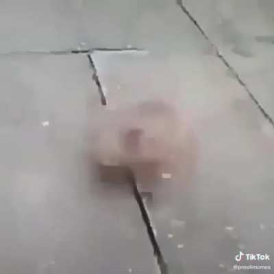 XD