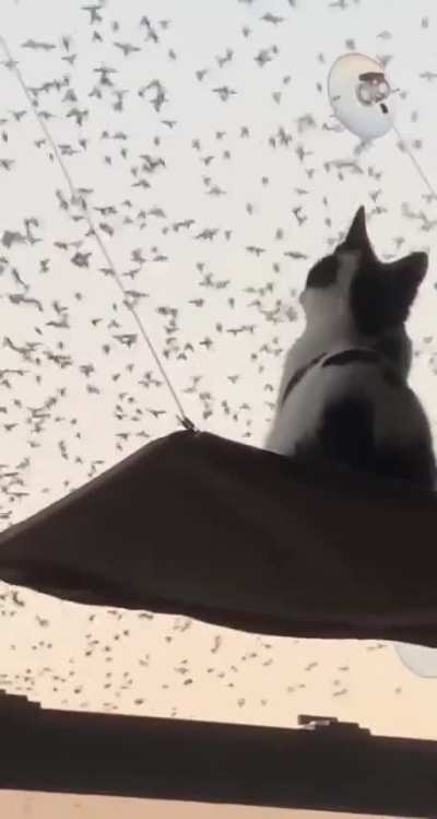 VIP место в 3D кинотеатре для кота
