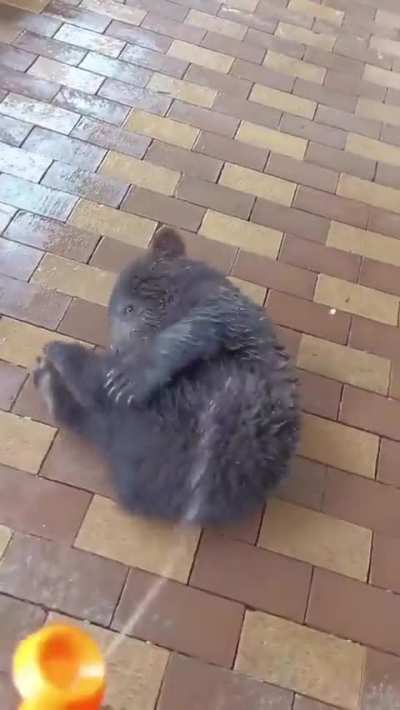 Don&rsquo;t forget to water your bears