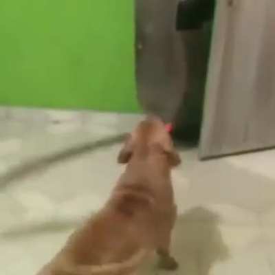 felicidad