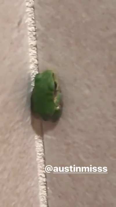 Cute frog