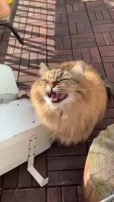 kekekekekekeke