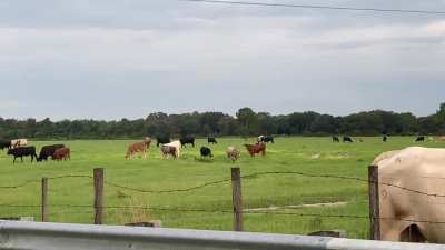 Cows after going for a walk