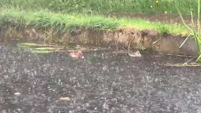 Is this what they mean by the phrase &ldquo;nice weather for ducks&rdquo;?