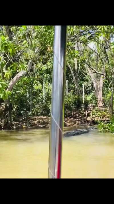 Allegedly the largest saltie from Sri Lanka