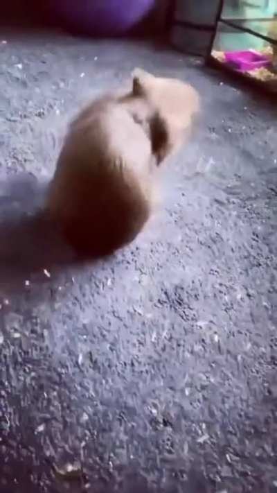 Neymar's pet