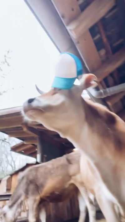 "Look at me, I'm a human. I've got a hat on my head!"