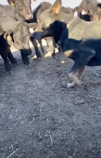 Собака защищает своего хозяина от стада, пока тот дремлет( сон чиновника (: )