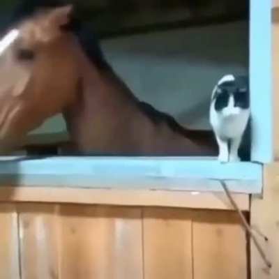 nice whorse helps cat gets to its favorite spot :)