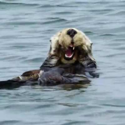The Sea Otters rub their faces to groom their fur; driving out moisture, adding air bubbles and spreading the natural squalene oils secreted by their skin to keep it waterproof. Since it is essential to keeping warm &amp;amp; buoyant, a large part of the sea 