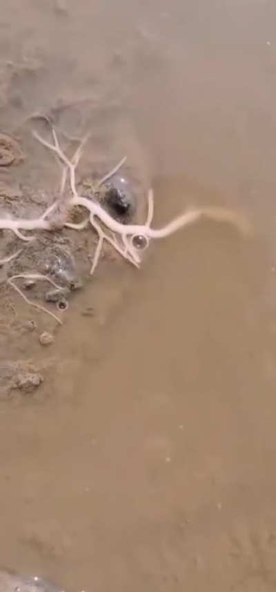 Creepy Creature