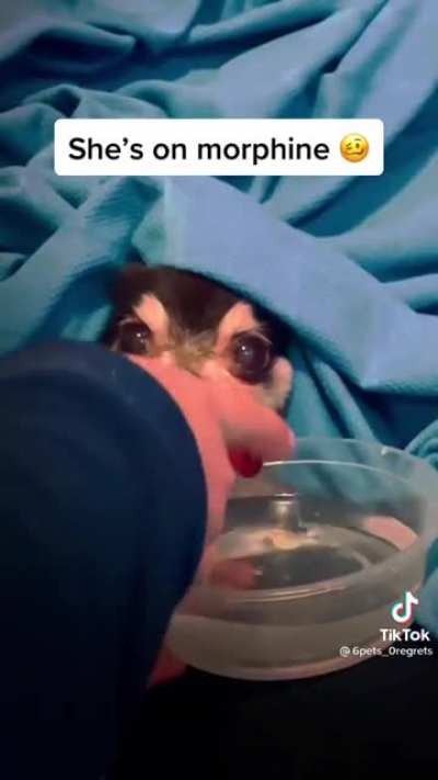She's on morphine Wholesome/Humor