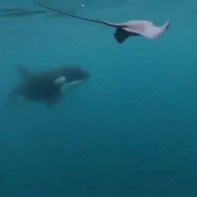 Fuck you stingray, it's for Steve