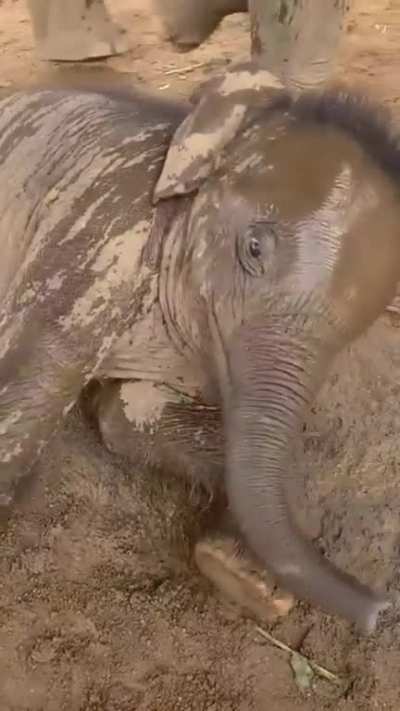 the baby is just so cute! I love baby elephants.