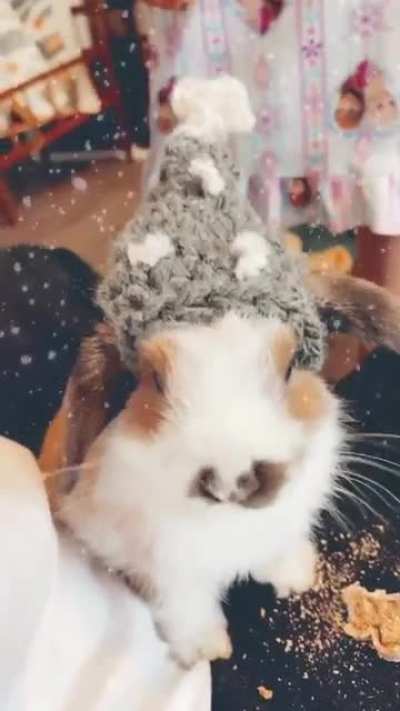 Baby bobs eating his Christmas hay blend cookie. I made him this hat and he didn&rsquo;t hate it.